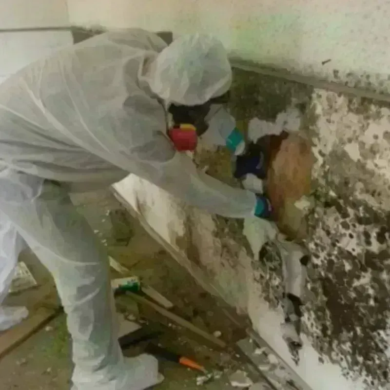 Mold Remediation and Removal in Lyon County, NV